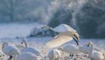 Naturschauspiel: Singschwantage laden zu Exkursionen ins Untere Odertal ein