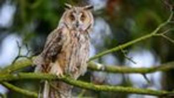 naturschutz: naturschützer rufen zu offenen scheunen für mäusejäger auf