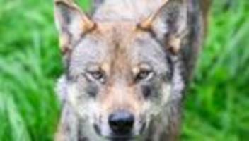 Tiere: Kontroverse um Wolfs-Jagd: Kritik an Plänen des Bundes