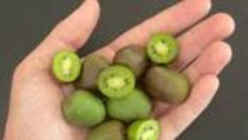 verbrauchermesse in leipzig: kiwibeeren aus sachsen auf der haus-garten-freizeit-messe