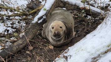 50 Kilometer vom Strand entfernt: Robbe besucht Seitenarm der Trave