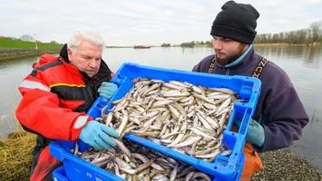 eisschollen auf der elbe: fischer können kaum stint fangen