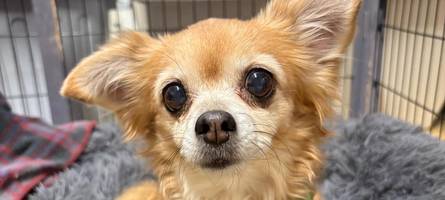 Schicksale im Augsburger Tierheim: „Erschreckend, wie schäbig manche Menschen mit Tieren umgehen“