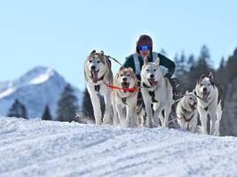Internationales Hundeschlittenrennen: 500 Hunde, alle heiß auf Schnee