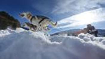 Hundeschlittenrennen: Anspruchsvolles Rennen lockt Musher aus ganz Europa