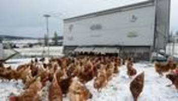 Mehr Stress: Bauern haben bei Eis und Schnee mehr Arbeit bei Tierhaltung