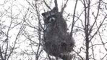 Tierische Rettung: Waschbär sitzt in Baumkrone fest und muss gerettet werden