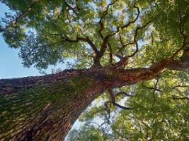 Brillant, fantastisch, episch: The Tainted Cup - Spannung zwischen Fantasy und Krimi