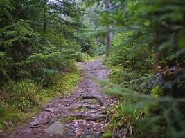 Unheimlicher Wald: Immer mehr Menschen fürchten sich vor der Natur