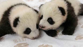 „Nur nicht langweilen“: Panda-Zwillinge Leni und Lotti werden Teenager