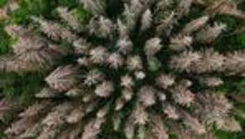 Extremwetter und Wälder: Land zahlt Millionen an Entschädigung für Waldbesitzer