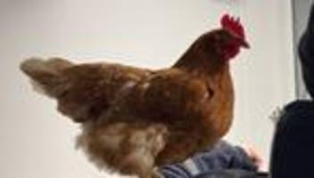 Tierischer Einsatz: Gefiederter Gast am Bahnhof – Polizei nimmt Huhn auf