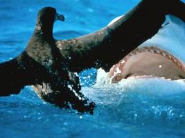 tiere: warum haie im oktober besonders bissig sind