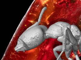 sensation: forscher finden „sehr gut erhaltene“ ameise in bernstein von goethe