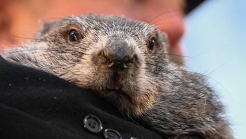 murmeltiertag fällt ernüchternd aus: phil prophezeit einen langen winter