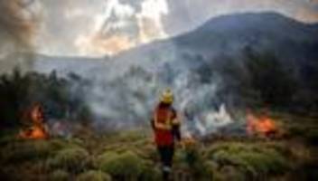 feuerkatastrophe in argentinien: kritik an präsident javier milei wächst wegen umgangs mit waldbränden