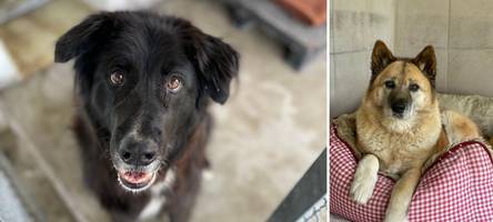ein neues familienmitglied adoptieren? diese hunde suchen aktuell in augsburg ein zuhause