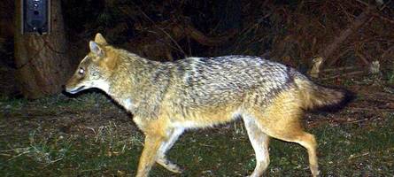 Größer als ein Fuchs, kleiner als ein Wolf: In Biberach gesichtetes Raubtier kommt auch in Bayern vor