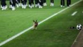 DFB-Pokal: Hase sorgt für Halbzeitshow bei Pokalspiel in Kiel