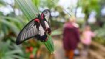 Freizeit: Fast 66.000 Besucher im Schmetterlingshaus im Elbauenpark