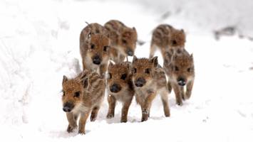 Tierexperte zu Kälteschock: „Lassen Sie kleine Hasen im Schnee liegen!“