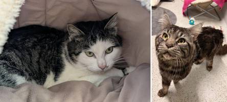 Wer gibt diesen Katzen ein neues Zuhause?