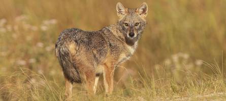 größer als ein fuchs, kleiner als ein wolf: in biberach gesichtetes raubtier kommt auch in bayern vor
