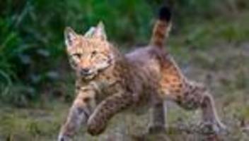 Tiere: BUND legt Projekt zum Luchsen in Sachsen auf