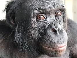 Fantasiebegabte Tiere: Affen können sich Dinge vorstellen, die nicht da sind