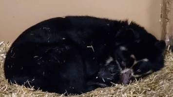 brillenbären-zwillinge im berliner tierpark geboren – „besondere herausforderung“