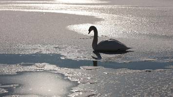schwan stirbt nach riskanter rettungsaktion –  „ich musste erst einmal weinen“