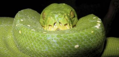 schlangen: so können sie monate ohne nahrung überstehen