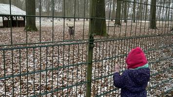 Hirschpark ohne Hirsche? Widerstand gegen Schließung des Geheges wächst