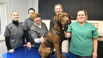 „blöde sexistisch angegangen“: Übergriffe auf tierärzte im dienst häufen sich