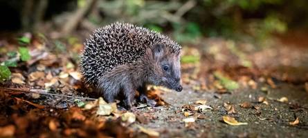 Schlechte Nachrichten für Igel: Mähroboter dürfen in Bayern weiterfahren