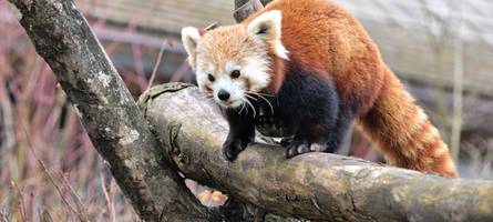 hellabrunn bekommt verstärkung: rote-panda-dame yoko ist eingezogen