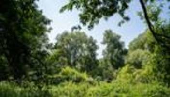 Bedrohter Wald in Hamburg: Die Baumschützer planen schon Sitzblockaden