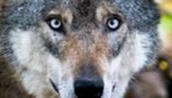 Nach Urteil von Gericht: Feuerpause im Streit um den Wolf? Richter bitten um Aufschub
