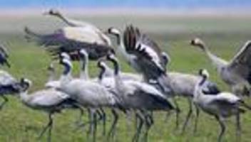 Vogelzug: Kommen und Gehen - Kraniche im Winterwetter-Durcheinander