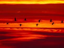 Bringen sie die Vogelgrippe mit?: Trotz Eis und Schnee - Kraniche kehren in Brutreviere zurück