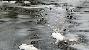 Tote Schwäne im Landwehrkanal – das sind mögliche Gründe