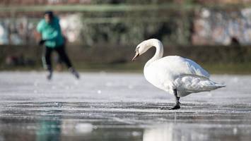 vogelgrippe-virus grassiert in berlin: vor allem gänse und schwäne betroffen