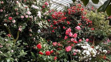 Wo in Berlin jetzt schon bunte Blüten Saison haben