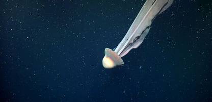 argentinien: forscher filmen riesige phantomqualle in der tiefsee