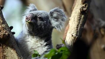 Massive Stoffwechselstörung: Leipziger Zoo trauert um Koala Mandie