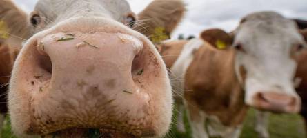 Stark abgemagerte Rinder? Ermittlungen gegen weiteren Unterallgäuer Hof