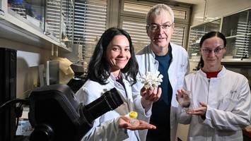 mit röntgenstrahlen die geheimnisse der korallen entschlüsseln