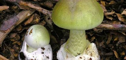 USA: Vier Tote durch Grüne Knollenblätterpilze in Kalifornien