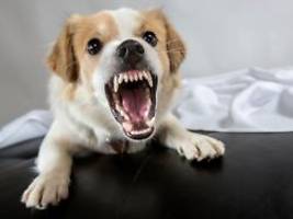 Tödlicher Angriff in Lohne: Warum Hunde ihre Halter plötzlich anfallen
