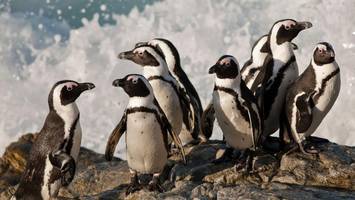 Brillenpinguin in größter Not: Wenn Küken Steine statt Fisch fressen